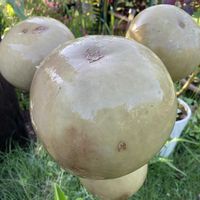 ヒョウタン,ひょうたん,ウリ科,俺のひょうたんの画像