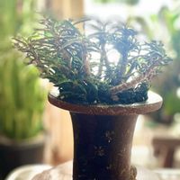 ルコウソウ,ホリダ,ホリダモンスト,キリンドリフォリア,ユーフォルビア キリンドリフォリアの画像