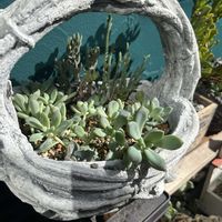 若緑,レッドベリー,白檀,銀揃,葉挿しっ子達の画像