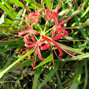 苔テラリウム,彼岸花,ランチタイムの画像