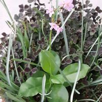 ムスカリ,ブラッククローバー,謎の雑草,謎の雑草の画像