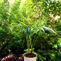 ケンチャヤシ,ヒロハケンチャヤシ,Howea forsteriana ヒロハケンチャヤシ,ヤシ,耐寒ヤシの画像