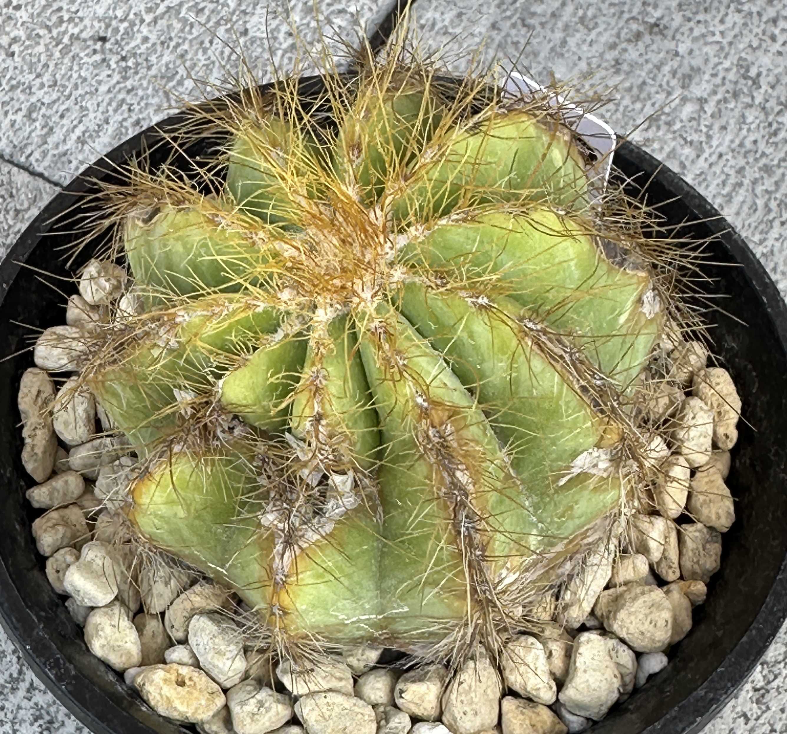 サボテンの投稿画像 by ぽむさん｜サボテン科と復活とダイソーサボテン