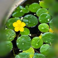 アサザ,花のある暮らし,お出かけ先にて,チーム愛知,GSアダルトチームの画像