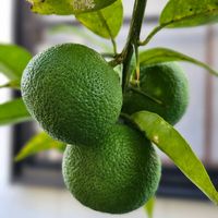 すだち,スダチ,果物,秋の気配,庭の画像