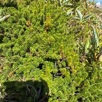 モリムラマンネングサの画像