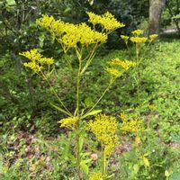 オミナエシ,ネコ好き,ネコのいる暮らし,ニャンニャン祭り,にゃんにゃん祭りの画像