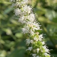 アップルミント,アップルミント,ミント,ミント,ハーブの画像