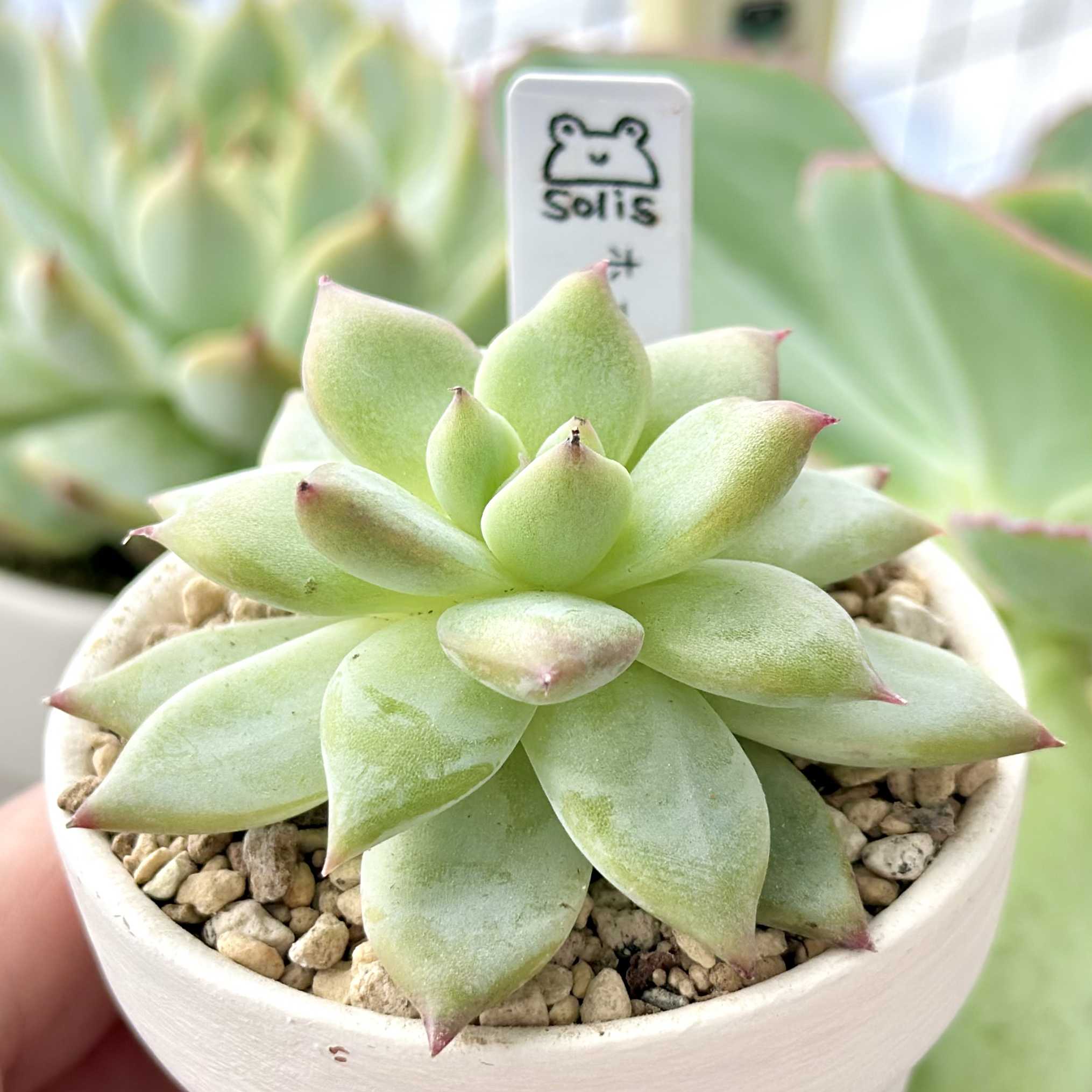 れ*げ様 ホーリンゼ　クローン　カキコ　土付き発送　多肉　ビーハウス れ*げ様 ホーリンゼ クローン カキコ 土付き発送 多肉 ビーハウス