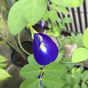 バタフライピー,ハーブ,ハーブティー,種から,ハーブのある暮らしの画像