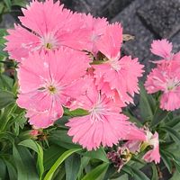 セキチクの画像