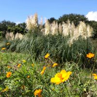 オミナエシ,コキア,コスモス,コスモス,コスモスの画像