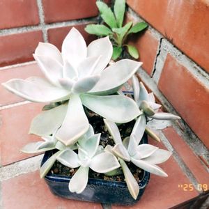 多肉,miyuki*･☪:.多肉,ダイソーの謎の多肉,多肉植物,多肉大好きの画像