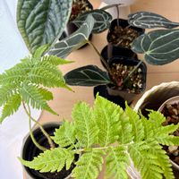 アンスリウム,ヘゴ,観葉植物,インドアグリーン,ヘゴの木の画像