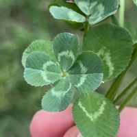 シロツメクサ,シロツメクサ,四つ葉のクローバー,散歩,道端の草花の画像