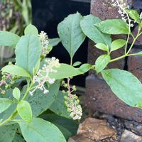 ロシアンオリーブ,ヨウシュヤマゴボウ,シマケモン,お庭の植物,かわいい雑草の画像