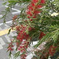 ブラシノキ,ブラシノキ,カリステモン,オージープランツ,オーストラリア原産の画像