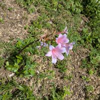 ナツズイセンの画像