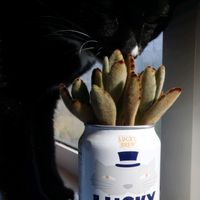 ナス,月兎耳,長ナス,ズッキーニ,ししとうの画像