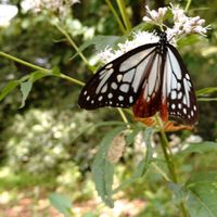 フジバカマ,いつもありがとう♡,花のある暮らし,季節を感じる♪,キュンキュン乙女倶楽部の画像