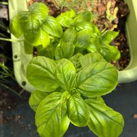 スイートバジル,実生,小さな庭の画像