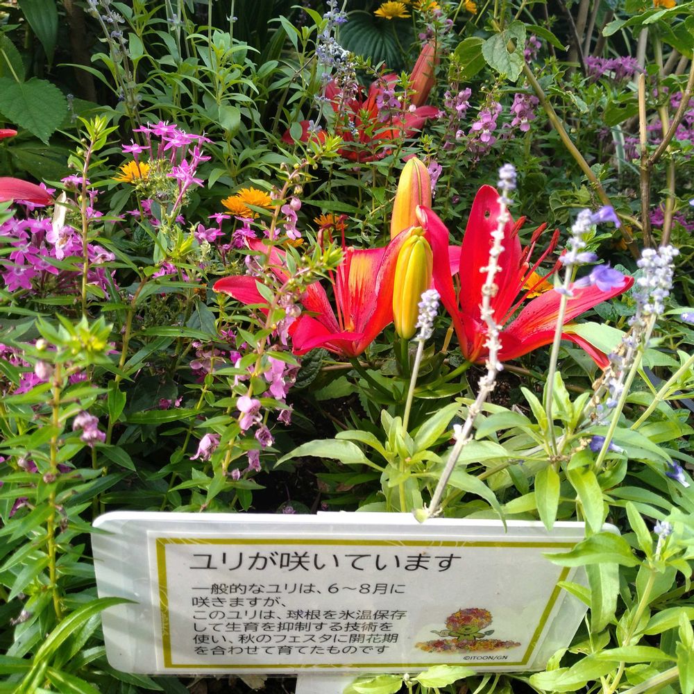 tokaさんの里山ガーデン（大花壇）への投稿