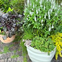 チャイブ,セダム トリカラー,ヒューケラ ドルチェ,リシマキア ヌンムラリア オーレア,ネペタ キャッツパジャマの画像