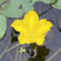 アサザ,山野草の画像