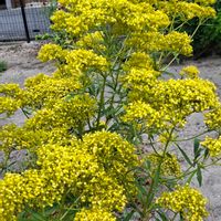 オミナエシ,オミナエシ,ヒャクニチソウ,ヒャクニチソウ,不死鳥の画像