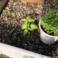 スイートバジル,チョコレートコスモス,サルビア　サリーファン,水引　斑入りの画像