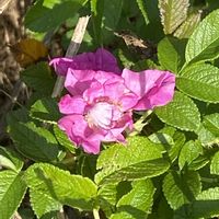 ハマナス,山野草の画像