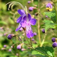 カリガネソウ,コマツナギ,山野草,綺麗な色♡,ピンクの花の画像
