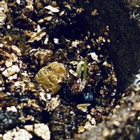 ギョウジャニンニク,庭の画像