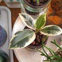 ゴムの木,フィカス・ティネケ,フィカス,観葉植物,ハイドロカルチャーの画像