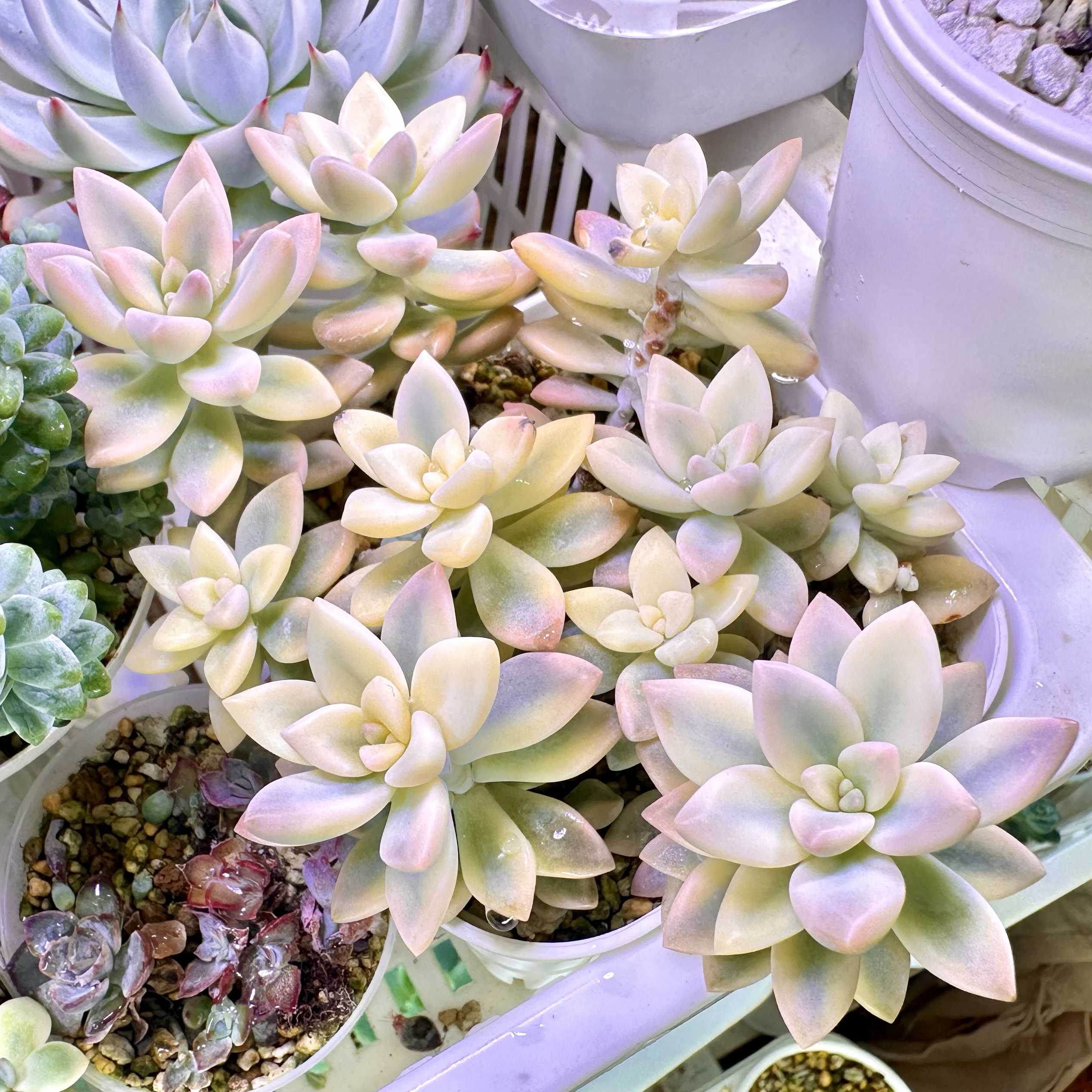 グラプトセダム 桜牡丹錦の一覧｜🍀GreenSnap（グリーンスナップ）