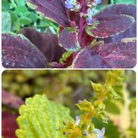 コリウス,ズッキーニ,芽キャベツ,フウラン,風蘭の画像