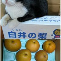 メロン,唐辛子,丹波栗,梨(豊水),マロングラッセの画像