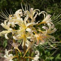 ヒガンバナ,白い花,多年草,マクロ撮影,群生の画像