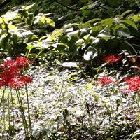 ヒガンバナ,いつもありがとう♡,花のある暮らし,季節を感じる♪,今日のお花の画像