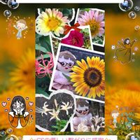 ニゲラ,ヒマワリ,リコリス,ステキ☆,癒し…♡の画像