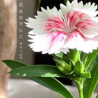 セキチク,ナデシコ,唐撫子,花のある暮らし,緑のある暮らしの画像