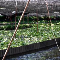 ワスレナグサ,ワサビ,安曇野,水車小屋,山野草の画像