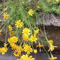 ひまわり,花のある暮らし,花壇のお花,チーム愛知,オキザリスクルクルの画像