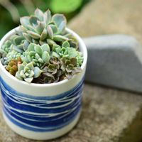 虹の玉,メラコ,多肉植物,植中毒,タニラーの画像