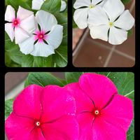 センニチコウ,千日紅,ルッコラ,ルッコラ,日々草の画像