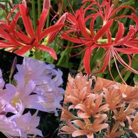 キツネノカミソリ,ヒガンバナ,ナツズイセン,山歩き,野の花の画像