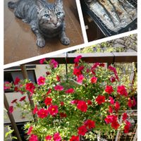 カリブラコア,ニーレンベルギア,ホーリーバジル,ニーレンベルギア.モンテブランコ,カリブラコア　ウノダブル　レッドの画像