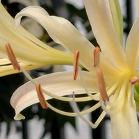 ヒガンバナ,ヒガンバナ,すだち,収穫,今日のお花の画像