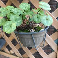 雪割草,カンアオイ,アマガエル,自宅園芸,地道投稿の画像