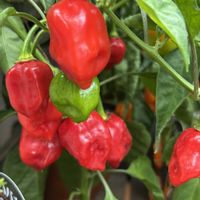 ハバネロ,ナス科,散歩道の花,真っ赤な火曜日の画像